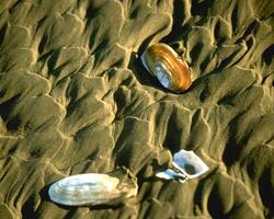 Sea shells close view. Sea shell marine background photo