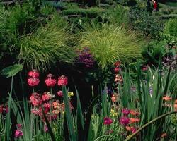 Flowers background. Colorful summer flowers close view photo