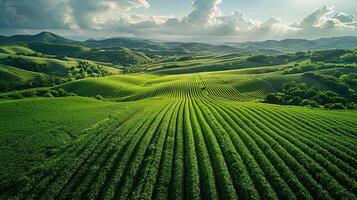 Precision Agriculture Aerial View of Efficiently Operating Automated Irrigation Systems on Vast Farmland photo