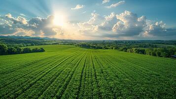 Aerial Perspective of Modern Farmland with Efficient Automated Irrigation Systems in Operation photo