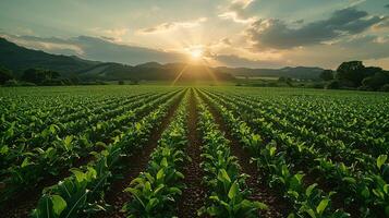 Efficient Automated Irrigation Systems in Vast Farmland Aerial View photo
