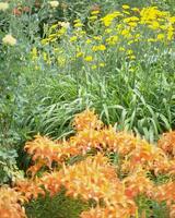 Flowers background. Colorful summer flowers close view photo