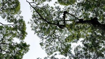 Look up view of tree tops leaves background photo