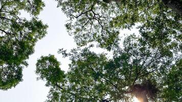 Look up view of tree tops leaves background photo