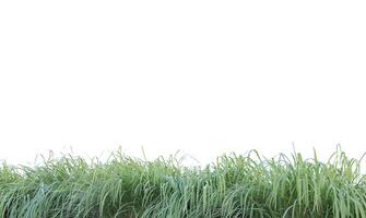 A cut-out of a clump of green tall grass on a white background with clipping paths. photo