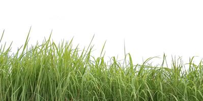 A cut-out of a clump of green tall grass on a white background with clipping paths. photo