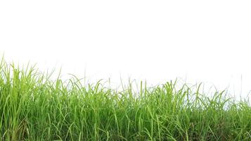 A cut-out of a clump of green tall grass on a white background with clipping paths. photo