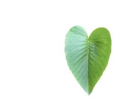 A cut-out of tree leaf on a white background with clipping paths. photo