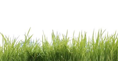 A cut-out of a clump of green tall grass on a white background with clipping paths. photo