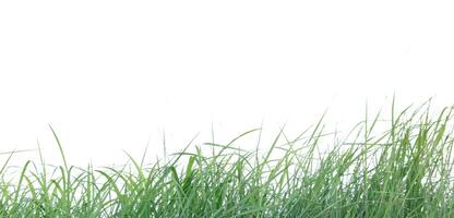 A cut-out of a clump of green tall grass on a white background with clipping paths. photo