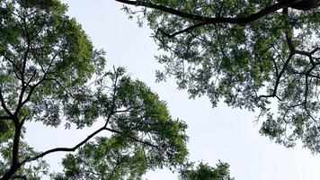 Look up view of tree tops leaves background photo