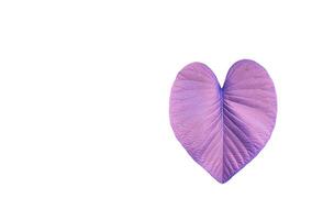 A cut-out of purple heart shaped tree leaf on a white background with clipping paths. photo
