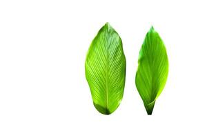 A cut-out of a turmeric leaf on a white background with clipping paths. photo