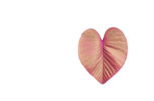 A cut-out of copper color tree leaf on a white background with clipping paths. photo