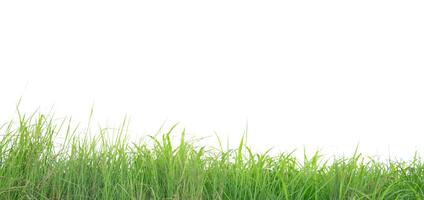 A cut-out of a clump of green tall grass on a white background with clipping paths. photo