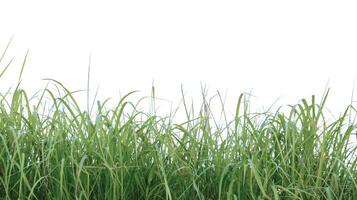 A cut-out of a clump of green tall grass on a white background with clipping paths. photo