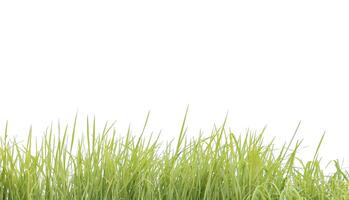 A cut-out of a clump of green tall grass on a white background with clipping paths. photo