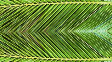 A close-up of the texture on a green coconut leaves. The intricate details and natural patterns of the surface are clearly visible, photo