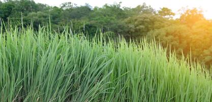 A clump of tall grass with a lush green forest in the background. photo