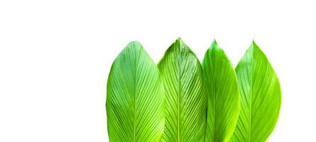 A cut-out of a turmeric leaf on a white background with clipping paths. photo