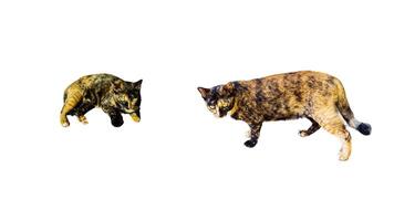 A cut-out of a tabby cat on a white background with clipping paths. photo