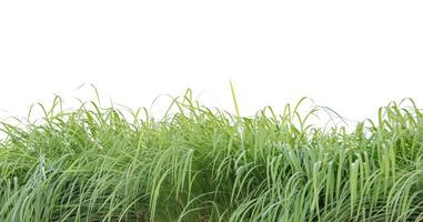 A cut-out of a clump of green tall grass on a white background with clipping paths. photo