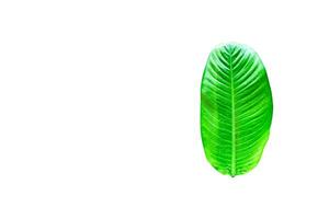 A cut-out of leaves on a white background with clipping paths. photo