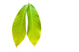 A cut-out of tree leaf on a white background with clipping paths. photo