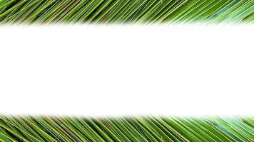 A cut-out of a coconut leaf on a white background with clipping paths, providing space for text. photo