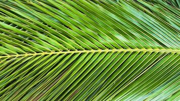 A close-up of the texture on a green coconut leaves. The intricate details and natural patterns of the surface are clearly visible, photo