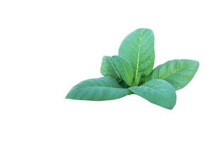 A cut-out of a tobacco leaf on a white background with clipping paths. photo