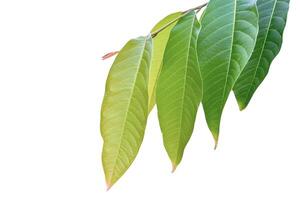 A cut-out of tree leaf on a white background with clipping paths. photo