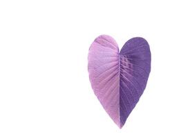 A cut-out of purple heart shaped tree leaf on a white background with clipping paths. photo