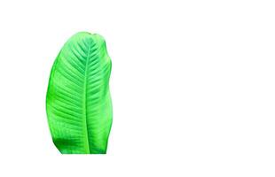 A cut-out of leaves on a white background with clipping paths. photo