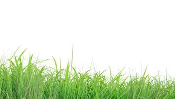 A cut-out of a clump of green tall grass on a white background with clipping paths. photo