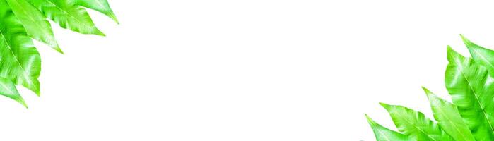 A cut-out of leaves on a white background with clipping paths. photo