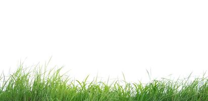 A cut-out of a clump of green tall grass on a white background with clipping paths. photo
