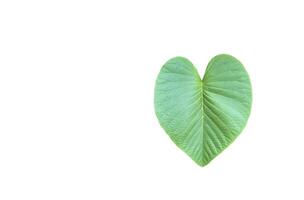 A cut-out of tree leaf on a white background with clipping paths. photo