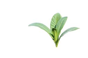 A cut-out of a tobacco leaf on a white background with clipping paths. photo