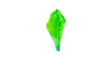 A cut-out of leaves on a white background with clipping paths. photo