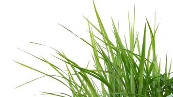 A cut-out of a clump of green tall grass on a white background with clipping paths. photo
