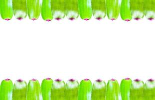 A cut-out of tree leaf on a white background with clipping paths. photo