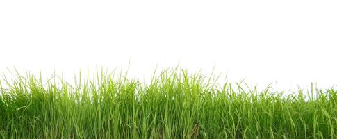 A cut-out of a clump of green tall grass on a white background with clipping paths. photo