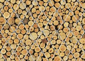 Pine Tree wood stumps on ground after being cut with real wood texture background. photo