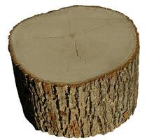 Pine Tree wood stumps on ground after being cut with real wood texture background. photo