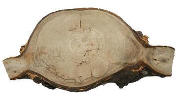 Pine Tree wood stumps on ground after being cut with real wood texture background. photo