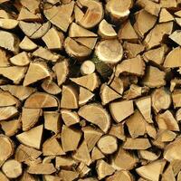 Pine Tree wood stumps on ground after being cut with real wood texture background. photo