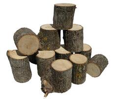 Pine Tree wood stumps on ground after being cut with real wood texture background. photo