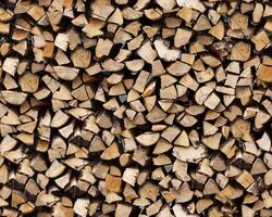 Pine Tree wood stumps on ground after being cut with real wood texture background. photo