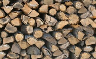 Pine Tree wood stumps on ground after being cut with real wood texture background. photo